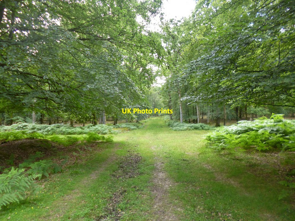 Photo 6"x4" Islands Thorns Inclosure, forestry crossroads Fritham c2014