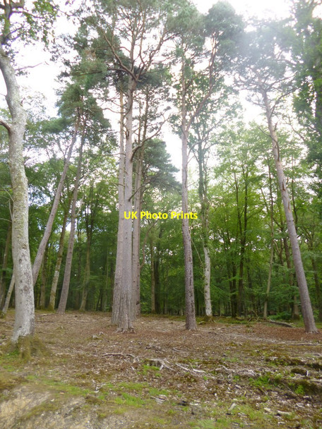 Photo 6"x4" Islands Thorns Inclosure Fritham c2014