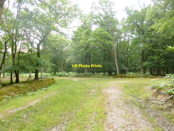 Photo 6"x4" Islands Thorns Inclosure, forestry road junction Fritham c2014