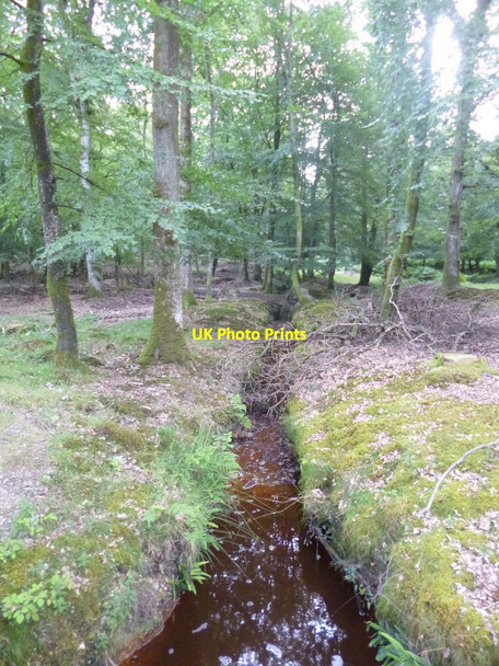 Photo 6"x4" Islands Thorns Inclosure, ditch Fritham c2014