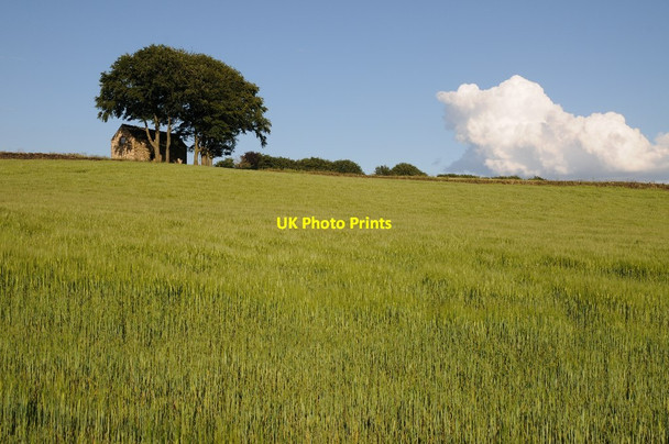 Photo 6"x4" Barn and trees on the skyline Tansley Knoll c2014