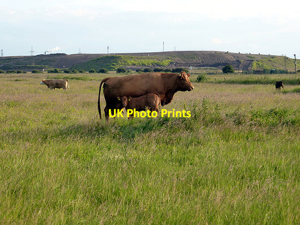 Photo 6"x4" Suckling on Seaton Snook Seaton Carew c2014