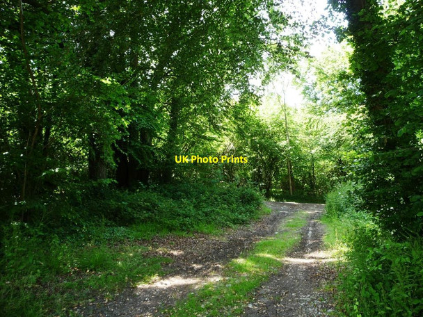 Photo 6"x4" Farm track heading west through a belt of trees Bramdean c2014