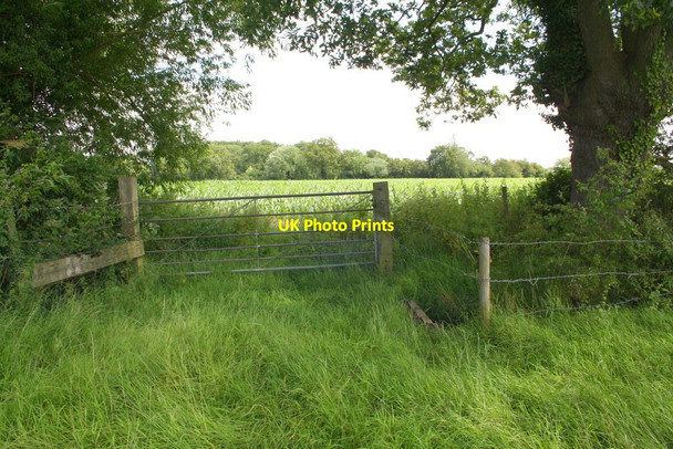 Photo 6"x4" Gateway into maize field Shinfield c2014