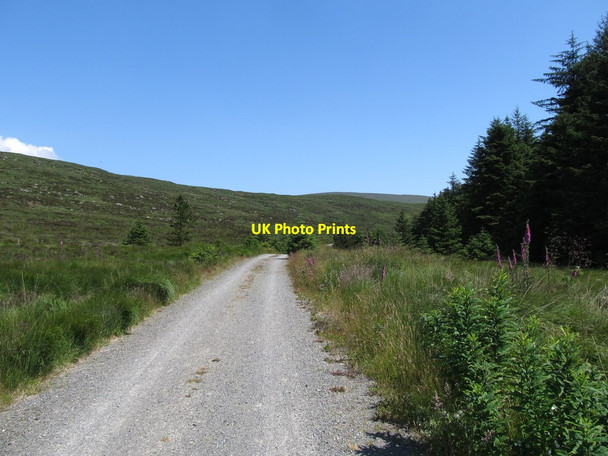 Photo 6"x4" View east along the main forest roadway Rostrevor c2014