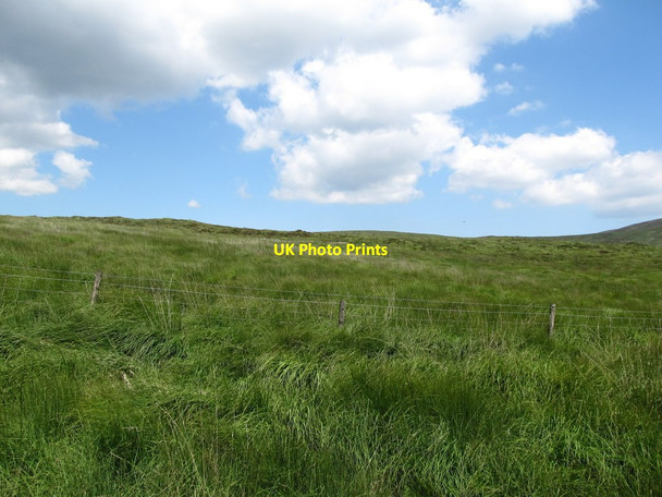 Photo 6"x4" Tussock grass at the forest-open mountain boundary Rostrevor c2014