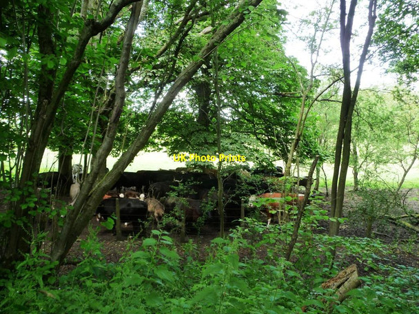 Photo 6"x4" Cattle seeking shade on a sunny day Exton\/SU6121 c2014