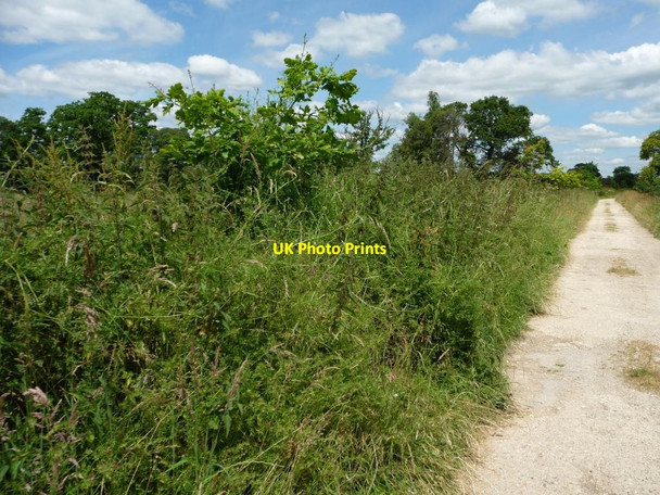 Photo 6"x4" The lane north to Peake Farm Exton\/SU6121 c2014