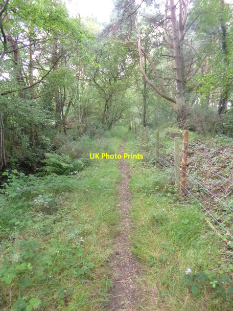 Photo 6"x4" West Parley, path Parley Green c2014