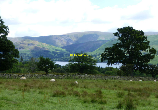 Photo 6"x4" Sheep in rough pasture above Aira Force Dockray\/NY3921 c2014