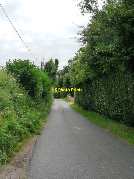 Photo 6"x4" High hedge on Ashton Lane Street End\/SU5519 c2014