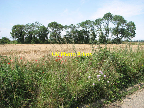 Photo 6"x4" Crop field south of Malthouse Lane Sharp Street c2014