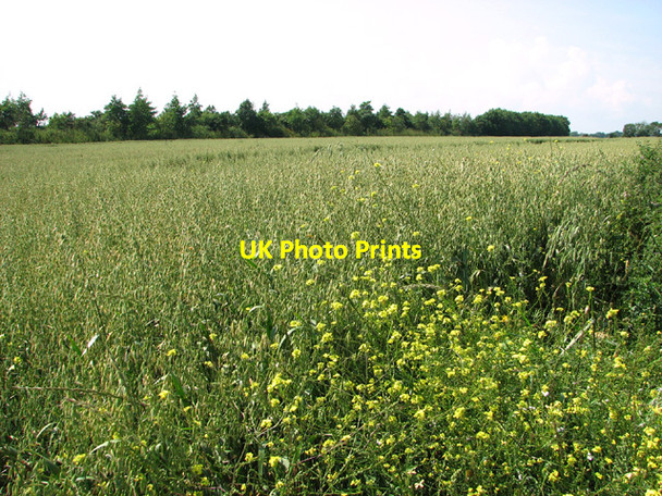 Photo 6"x4" Oat crop west of Market Road Fritton\/TG4018 c2014