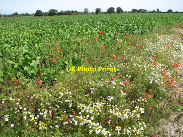 Photo 6"x4" Sugar beet crop field beside Market Road Fritton\/TG4018 c2014