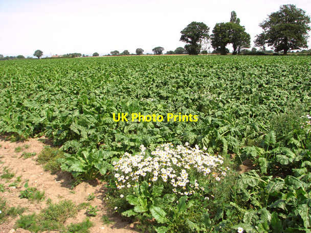 Photo 6"x4" Sugar beet crop north of Fritton Road Fritton\/TG4018 c2014