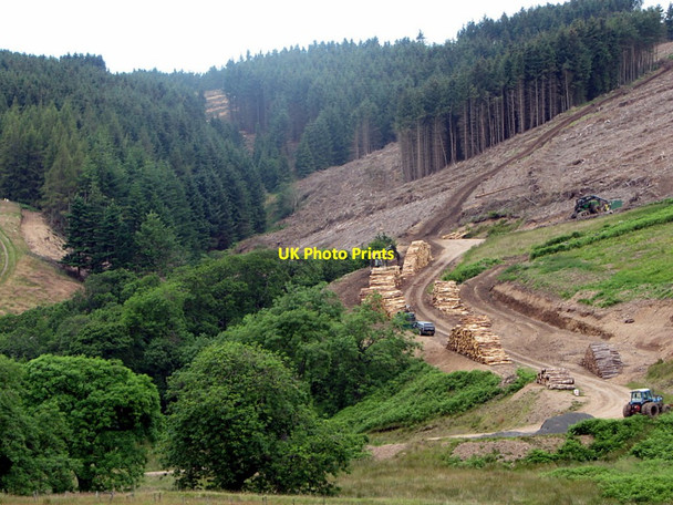 Photo 6"x4" Forestry above Goldscleugh Lambden Burn\/NT9123 c2014