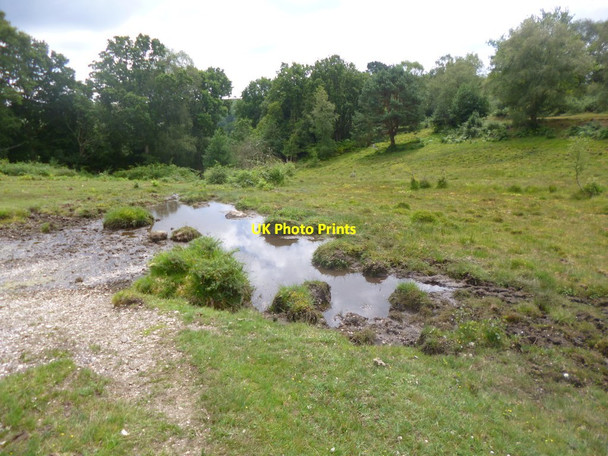 Photo 6"x4" Gorley Common, bog North Gorley c2014