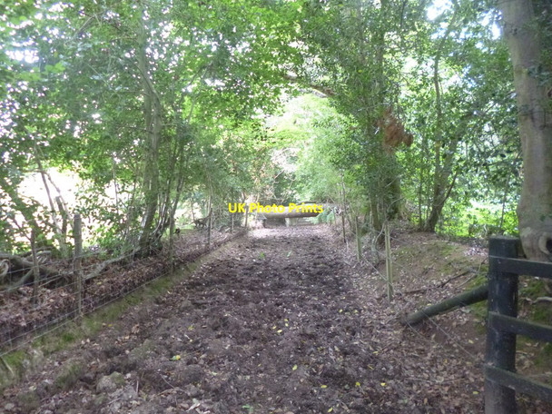 Photo 6"x4" Furze Hill, fallen tree North Gorley c2014