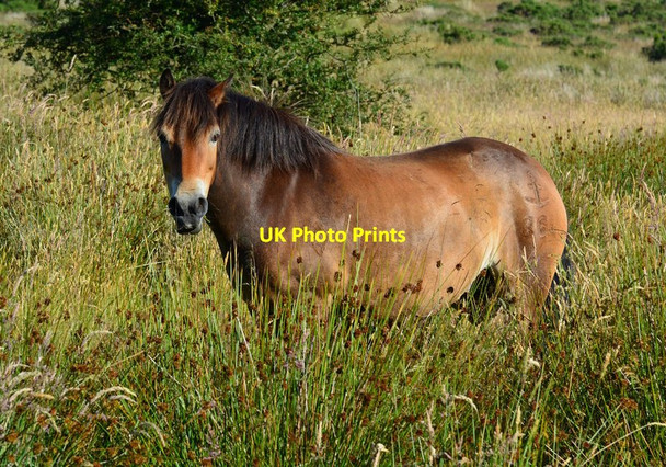 Photo 6"x4" Exmoor Pony at Winsford Hill, Somerset Withycombe\/SS8835 c2014