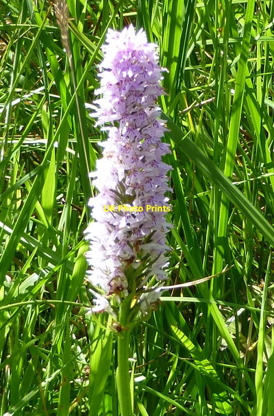 Photo 6"x4" Common spotted-orchid (Dactylorhiza fuchsii ) Butteryhaugh c2014