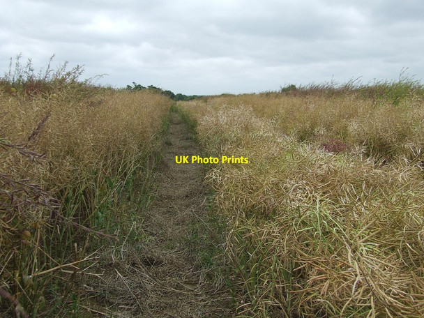 Photo 6"x4" Through The Rape Mettingham c2014