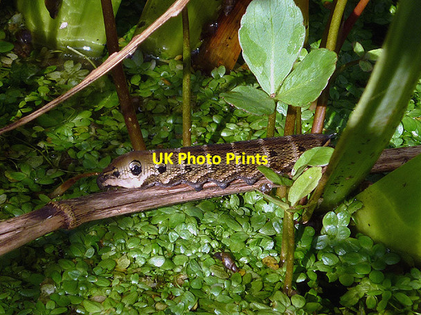 Photo 6"x4" Elephant Hawk Moth caterpillar Carnforth c2014