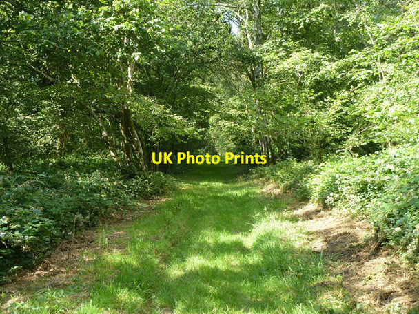 Photo 6"x4" Footpath in Bighton Wood Bighton c2014