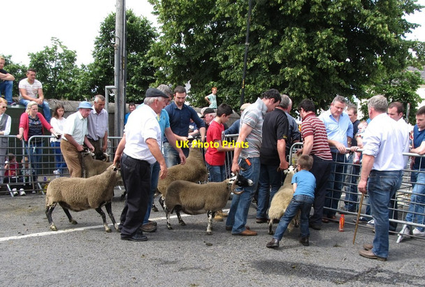 Photo 6"x4" Prima donna sheep reluctant to leave the limelight of the judging ring Hilltown\/J2128 c2014