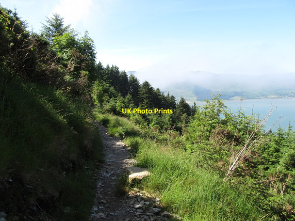 Photo 6"x4" View south along the mountain bike track on the upper limb of the horseshoe bend Rostrevor c2014