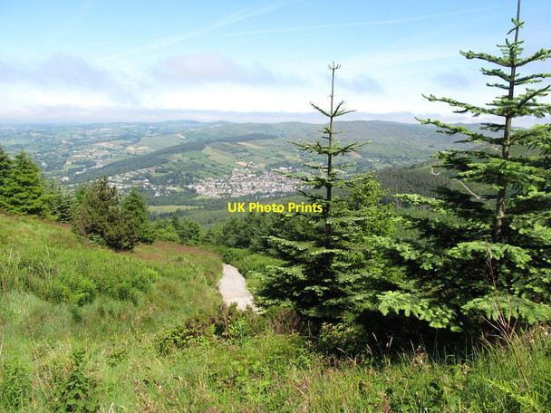 Photo 6"x4" Forest track viewed from the mountain bike path Rostrevor c2014