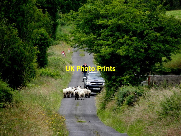 Photo 6"x4" Herding sheep, Glasmullagh Mountjoy\/H4277 c2014