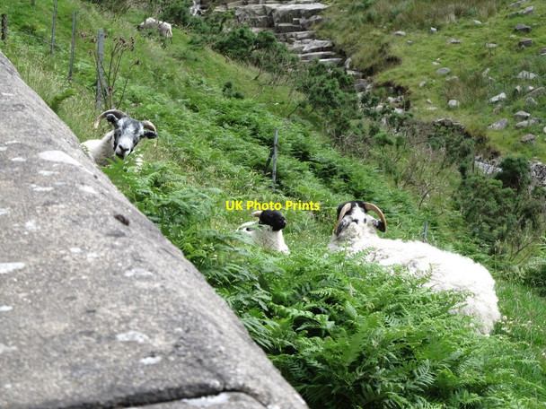 Photo 6"x4" Mourne Blackface sheep on the steep slope between the B27 and the River Bann Hilltown\/J2128 c2013