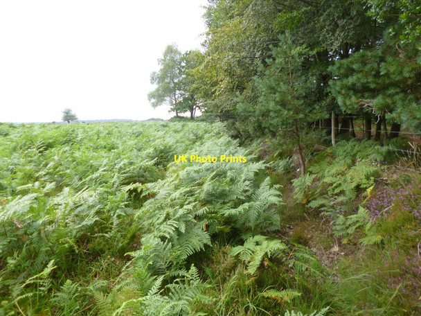 Photo 6"x4" Holly Hatch Inclosure, ditch & embankmernt Stoney Cross c2014