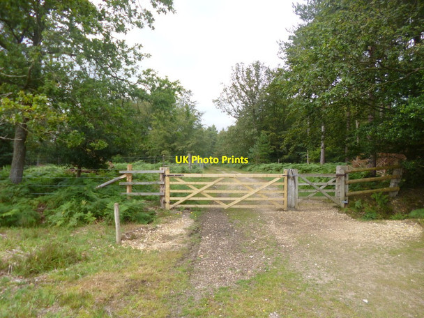 Photo 6"x4" Holly Hatch Inclosure, gates Stoney Cross c2014