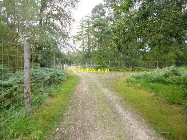 Photo 6"x4" Holly Hatch Inclosure, forestry road junction Stoney Cross c2014