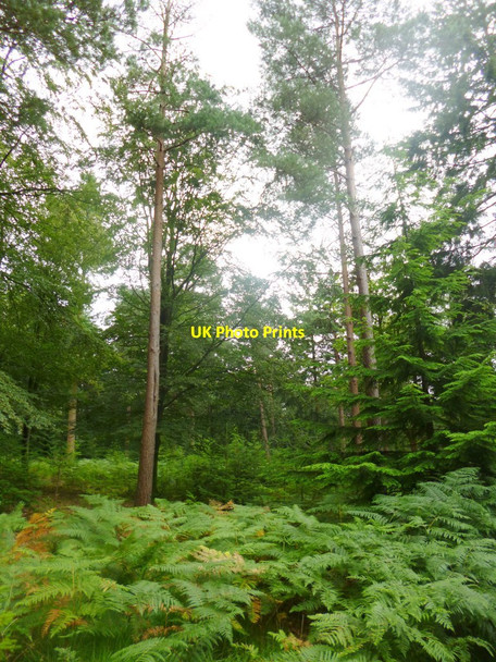 Photo 6"x4" Holly Hatch Inclosure, mixed woodland Ogdens c2014