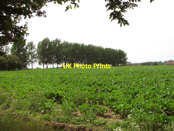 Photo 6"x4" Sugar beet crop field by Guton Hall Brandiston c2014