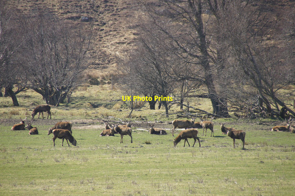 Photo 6"x4" Red Deer (Cervus elaphus) at Inchvuilt, Glen Strathfarrar Braulen Lodge c2015