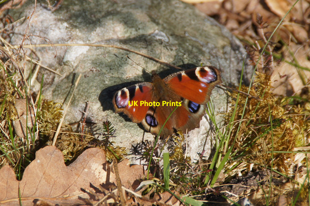 Photo 6"x4" Peacock (Inachis io), Braulen, Glen Strathfarrar Braulen Lodge c2015