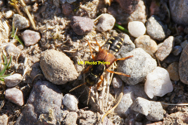 Photo 6"x4" The rove beetle Staphylinus dimidiaticornis, Glen Strathfarrar Coille Garbh-leac c2015