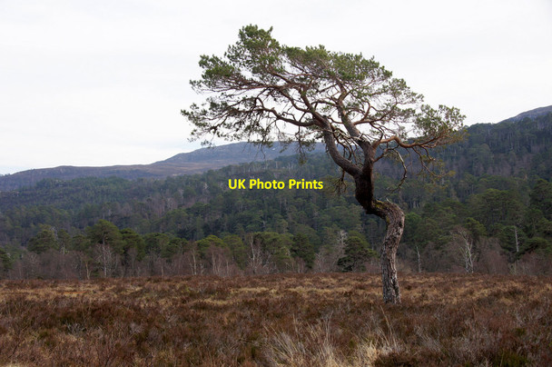 Photo 6"x4" Scots Pine, Culligran, Glen Strathfarrar Struy c2015