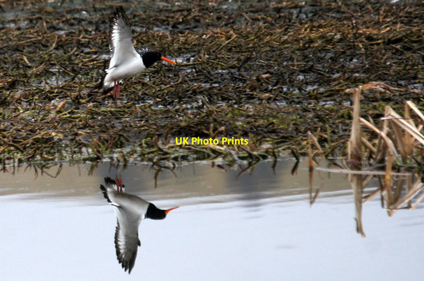 Photo 6"x4" Oystercatcher (Haemotopus ostralegus), Loch of Kinnordy Kirriemuir c2015