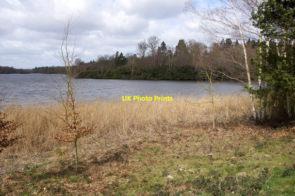 Photo 6"x4" Virginia Water from near the main car park Shrubs Hill c2015