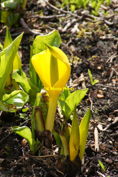 Photo 6"x4" Skunk Cabbage (Lysichiton americanus), Valley Gardens, Virginia Water Egham Wick c2015