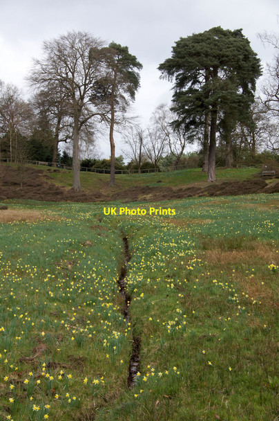 Photo 6"x4" Valley Gardens, Virginia Water Egham Wick c2015