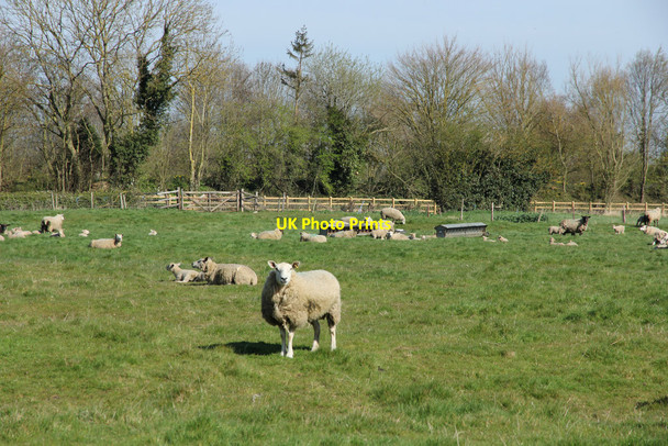 Photo 6"x4" Bratoft Corner Burgh le Marsh c2015 P1