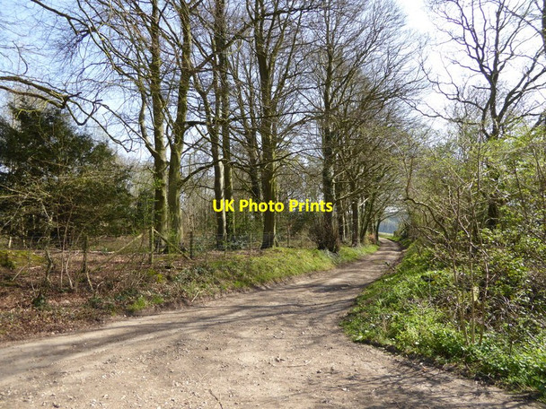 Photo 6"x4" Track reaches minor road by Coombe Wood Chidden c2015
