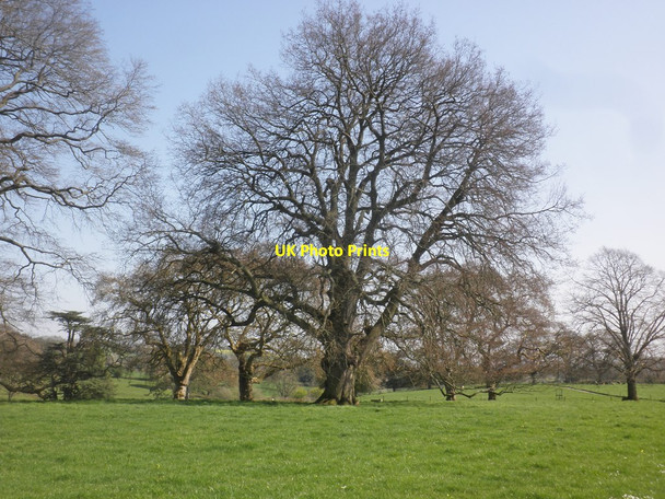 Photo 6"x4" Mature oak tree, Tetton Park Cushuish c2015