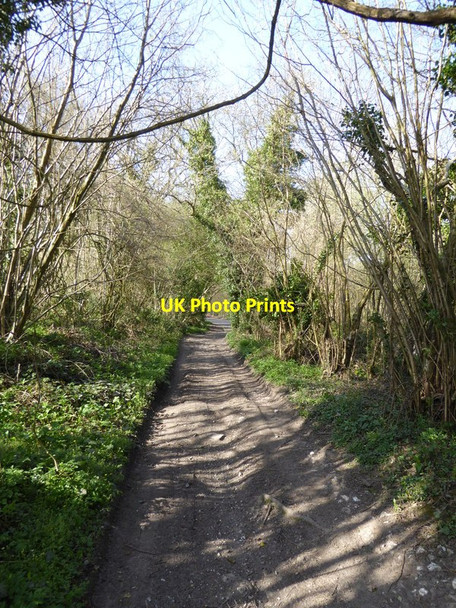 Photo 6"x4" Byway approaches Hyden Farm Lane Clanfield\/SU7016 c2015