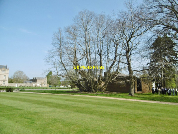 Photo 6"x4" Canford Park, ancient sweet chestnut Wimborne Minster c2015